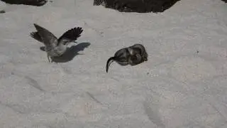 Gal&aacute;pagos Snake Eating Marine Iguana With Mockingbird