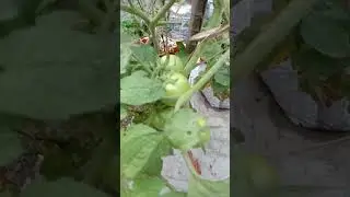 Tomato 🍅  Plant #shorts #shortvideo #viral