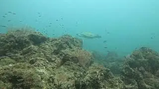 Ca&ntilde;o Island scuba diving - Turtle, fish and reef