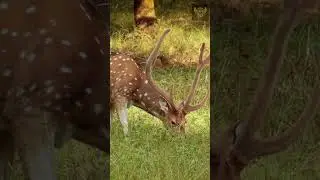 Some Interesting Facts About Deer