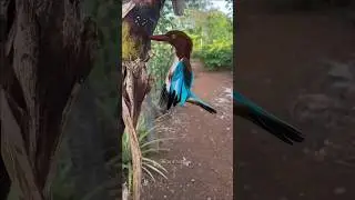 Why do kingfisher birds keep getting stuck in trees? #kingfisher #shorts
