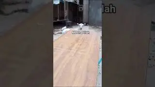 TeddyGoats Lover #shorts #viral #teddygoats #livestock