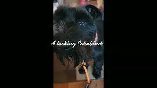 Zaler dog leash review