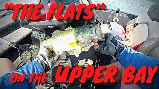 Catching Bass on the Upper Chesapeake Bay Grass Flats!