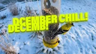 Yellow Finch Close‑Up at the Bird Feeder on a Cold December Day 🐦❄️