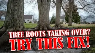 2025 Top Root Barriers to Push Roots Away: 3 Installation Examples - NO CLOGGED PIPE GUARANTEED