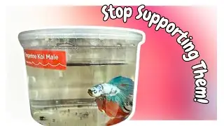 How To Avoid Supporting Big Box Pet Stores