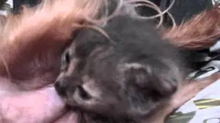Gato Mamando cachorro (tomando leite)
