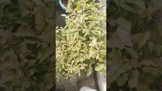 Garden Tour #plant #garden #shorts