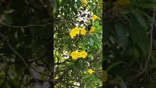 Carpenter Bee 