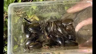 ナミゲンゴロウが300匹以上生息してる池に観察へ行って来ました
