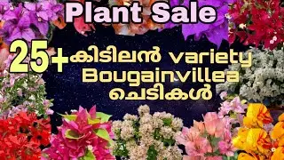 Bougainville sale.  25 ൽ അധികം കിടിലൻ variety കടലാസുചെടികൾ.ph. .9744014235