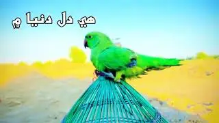 Liaquatmallah/ New poetry/ Love poetry/ Tiktok poetry/ Full layrice video/ Whatappstatus/ Sindhipoet
