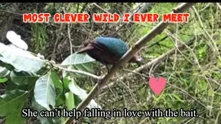 How to catch the most clever Emerald dove (Manatad) hunt #19 using bluetooth speaker @WildNatureUniqueTV.