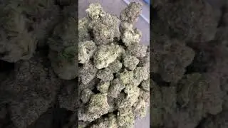 THCa Flower Pounds: Purple GMO (Indoor)