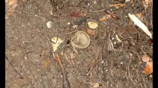 O&Ouml;: Hirschwaldstein