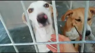 CA Sisuca y Logan, reci&eacute;n llegados al refugio.