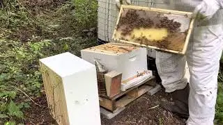 Hive #3 Inspection. My First Split 7-17-22