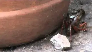 The dreaded parktown prawn