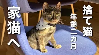 【保護猫】捨て猫が家猫になるまでの『奇跡の３日間』