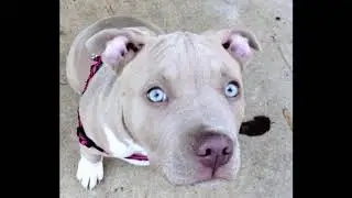 pitbull blue eyes