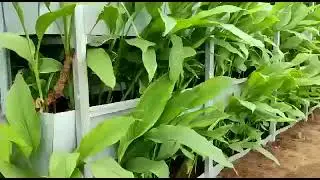 SUPPER SATELLITES EXPORTERS TURMERIC EXPORTS IN INTERNATIONAL CONTACTS 9524409320