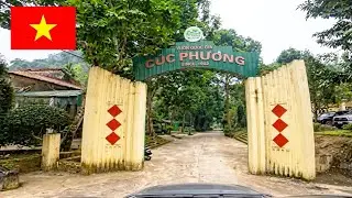 POV Driving Through Cuc Phuong National Park | Ninh Binh Vietnam