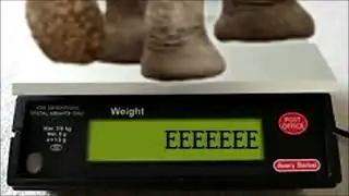 Operation Fat Ass: Update 529
