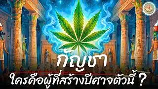 กัญชา 