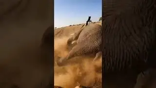 LionSight 👑🦁 | مواجهة الكبار #LionSight #TheKing #POV #Wildlife #Nature #Shorts #منظور_الأسد