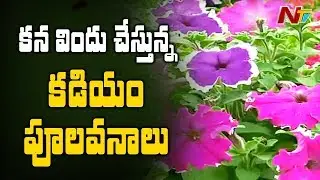 Special Story on Kadiyam Nursery Flower Plants in East Godavari | NTV