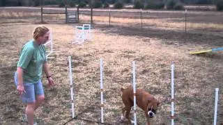 Dog Max Inc Agility class Dec 22, 2010b