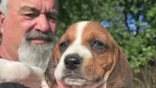 Molly's Beagle pups have AMAZING EYE COLOR!