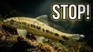 Top 7 WORST Aquarium Beginner Fish That Will RUIN Your Tank