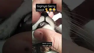 Gigi Kucing copot 🐈 #video #cat #kucing #catlover #viralvideos #viral #kitten #shortsviral #gerry