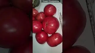 Эти сорта томатов завалят урожаем, беспроблемные  #plants #огород #дача #garden #помидоры #томаты