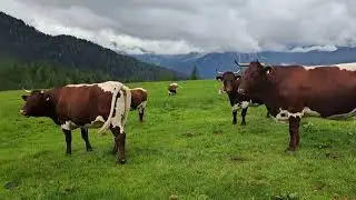 Unsere Rinder auf der Alm