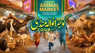 Gujranwala Mandi 2024 | Gujranwala Bakra Mandi 2024 | Gujranwala Cow Mandi 2024