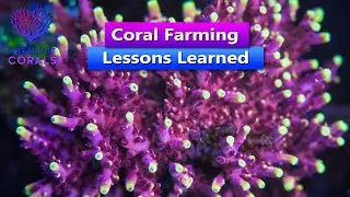 Coral Farming Lessons Learned with Treasure Corals