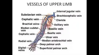 Brachial veins; Anatomy, Origin, Course, Tributaries, Drainage
