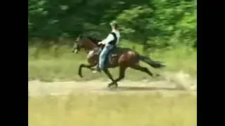Singlefooting horses of the world