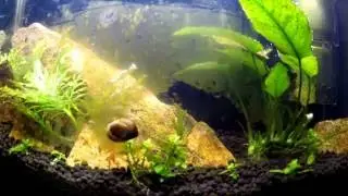 Nerite Snail time lapse
