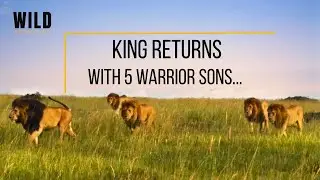 Lion returns with 5 Warrior Sons to reclaim the Maras | Notch & sons | revengestory  #wildlife