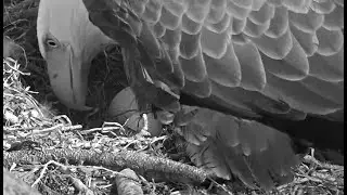 🦅Jackie Flies In,  Sees PIPPED Egg 🐣😘 3-18-21 Big Bear Eagles🦅
