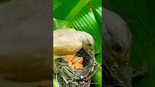 Mother feeding beautiful baby birds nest||Musa plus am||
