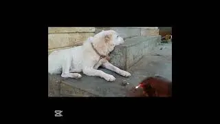 Complete video in the channel.. #funny #ai #automation #aiagents #aiassistant #agenticai #viral