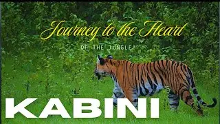 Nagarhole Tiger Reserve | Tiger | Kabini | Wildlife #kabini #wildlife #safari #kabinisafari
