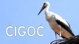 European Stork Village - Ćigoć - Europsko selo roda - Lonjsko polje