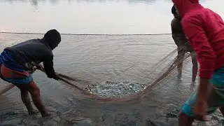Small Fish Catching In Sundarbans | Traditional Fishing Video | Costal Area Fishing
