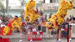 狮王中国广西梧州藤县醒狮团 | 2026年马来西亚狮王争霸 | 2026 Malaysia Lion Dance Championship